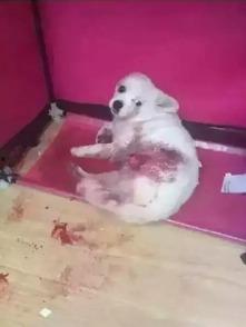 狗狗最新爆料图片,萌态百出，揭秘宠物界的欢乐瞬间